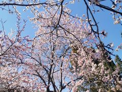-桃花堤公园