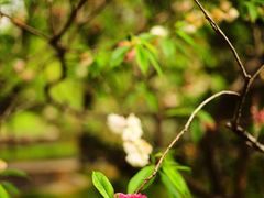 -南汇桃花村