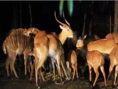 -清迈夜间动物园