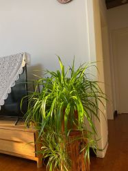 -梵未理疗瑜伽工作室