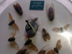 -陕西自然博物馆