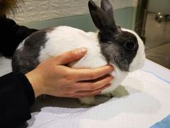-雨林宠物医院 非犬猫异宠专科