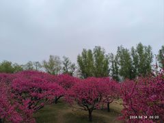 -莲花池公园