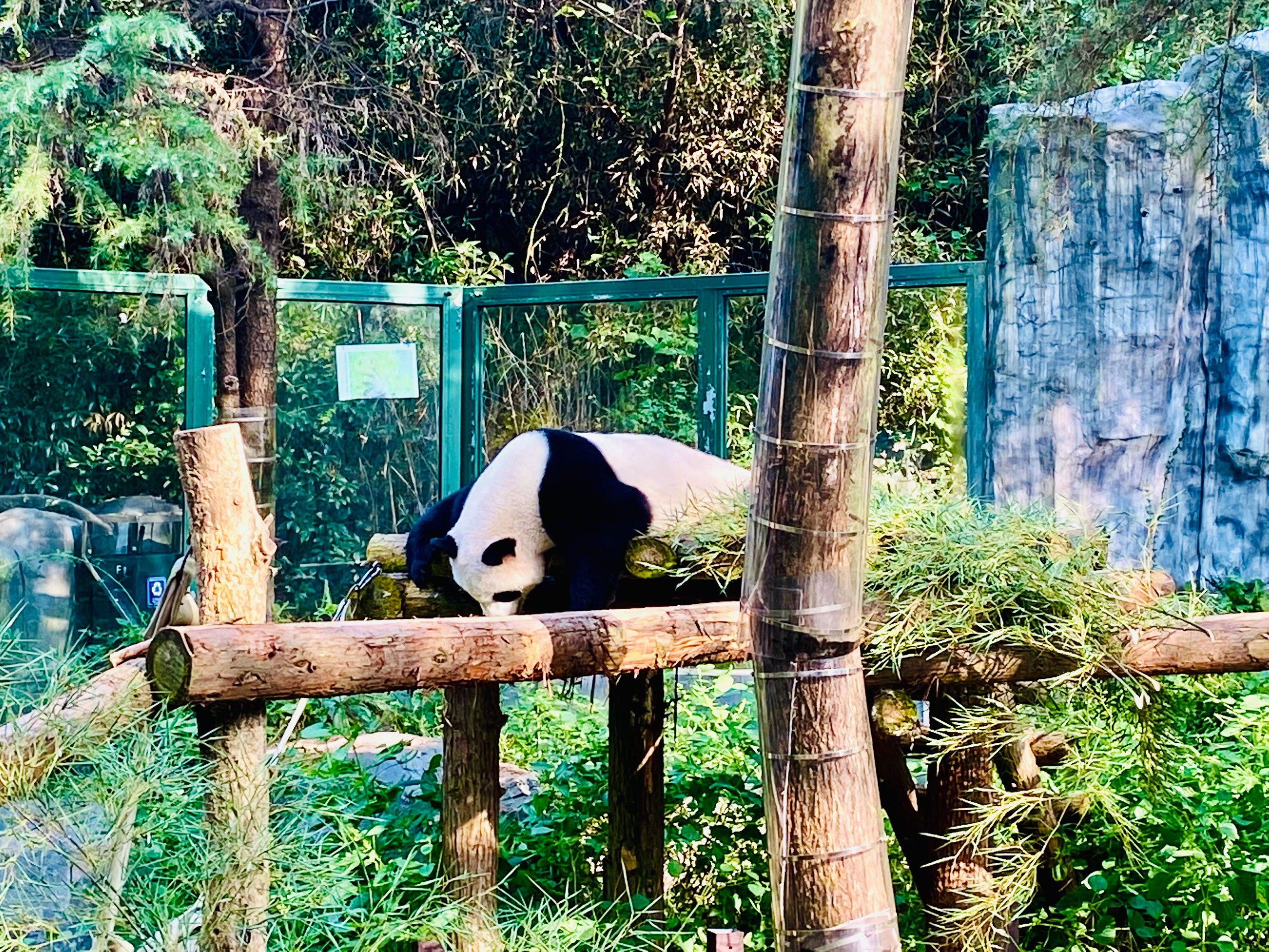 红山动物园 | 春游好去处,南京人自己的疯狂动物城