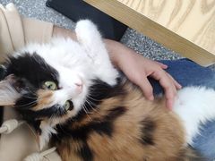 -绒爪撸猫下午茶·猫咖