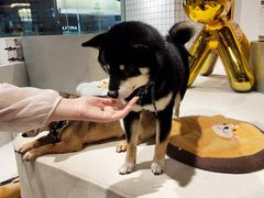 -柴务处·柴犬主题狗咖