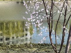 -桃花堤公园