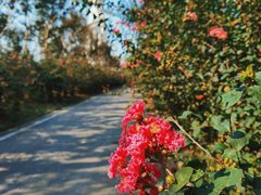 -武汉紫薇都市田园