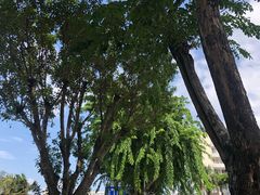 -文昌邓记清补凉(西沙路店)