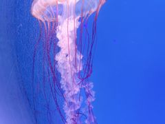 -南昌海洋公园