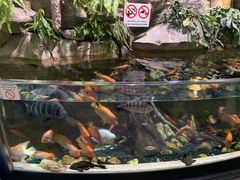 -迪拜水族馆及水下动物园
