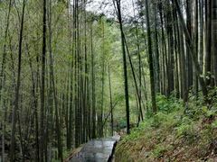 -蔡伦竹海