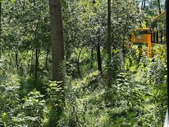 -合肥滨湖国家森林公园