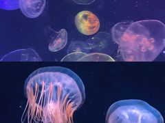 -烟台海昌鲸鲨海洋公园