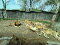 -北京野生动物园