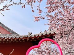 -桃花堤公园