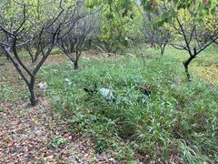 -昆山城市生态森林公园