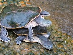 -广东惠东海龟国家级自然保护区