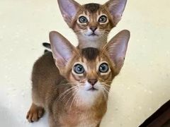 -猫十亿·布偶金渐层·曼基康矮脚猫舍(青年路店)