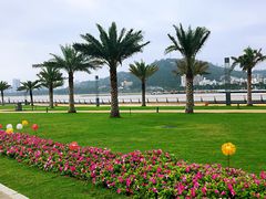 -野狸岛