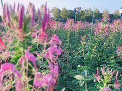 -花博汇(知音花月夜)
