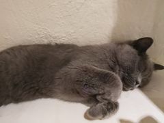 -猫小院猫主题咖啡厅(北锣店)