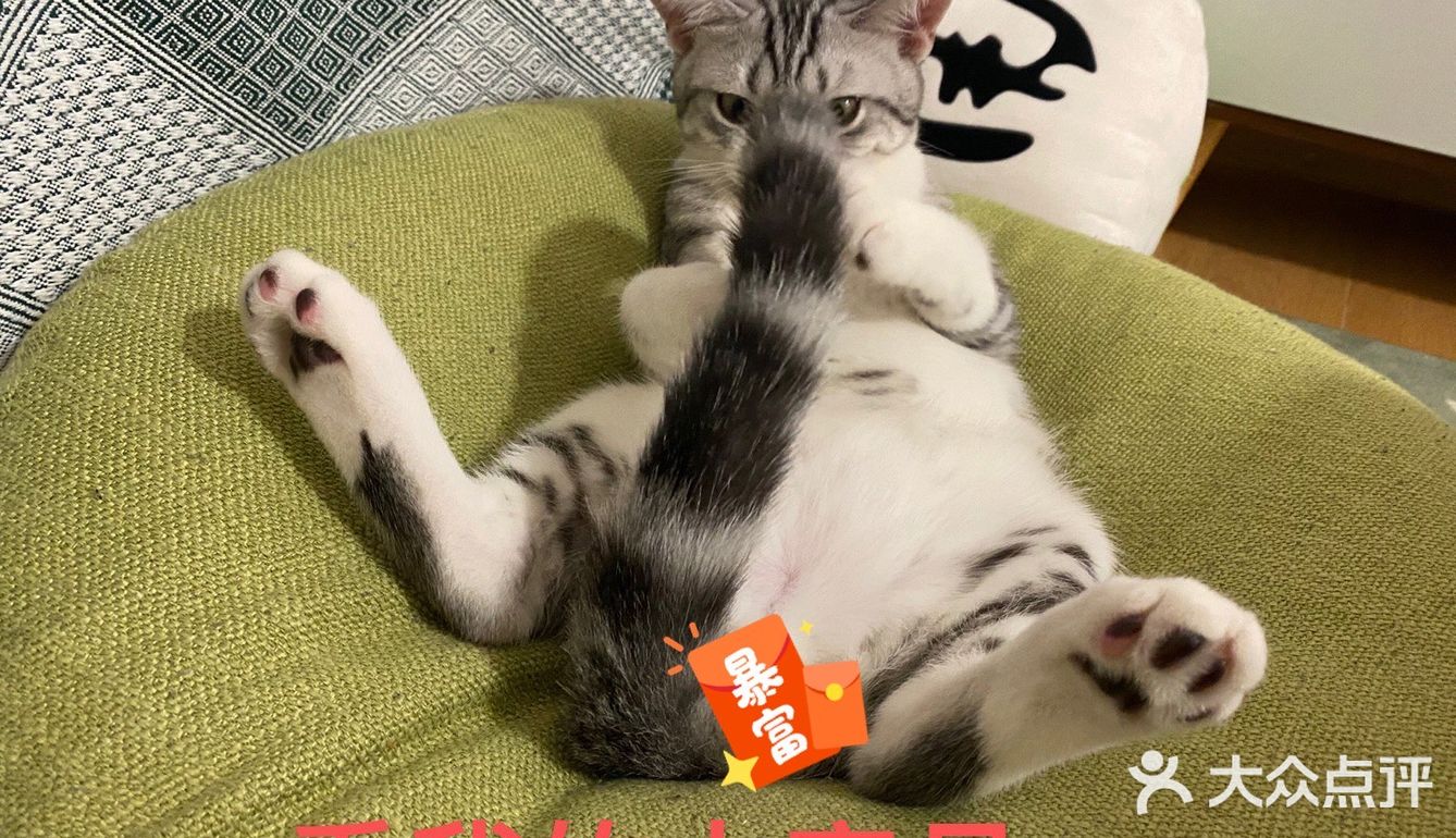 谁家猫儿子还不是个戏精了？🧘‍♀️