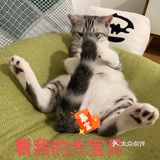 谁家猫儿子还不是个戏精了？🧘‍♀️