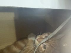 -贝利宠物医院·骨科·眼科·肿瘤转诊中心(南坪诊疗中心)