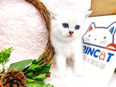 -十年猫舍·猫咪专门店(普陀店)