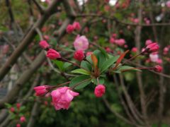 -长春观斋补堂素菜馆