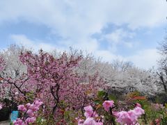 -红山森林动物园