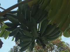 -云溪植物园