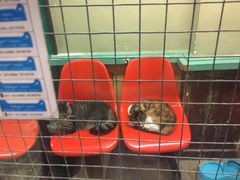 -猫咪博物馆(顶澳仔猫街店)