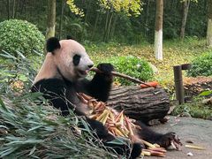 -都江堰中华大熊猫苑