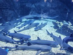 -烟台海昌鲸鲨海洋公园