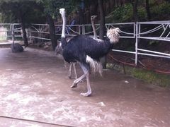 -大连森林动物园