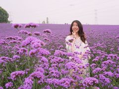 -紫颐香薰山谷景区