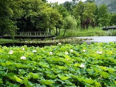 -长广溪湿地公园