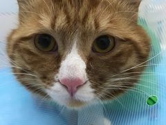 -中农国际动物医院24小时·猫科·骨科·急重症中心