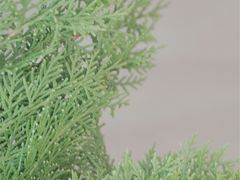 -三圣花乡旅游区