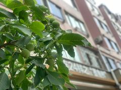 -添福来墨鱼饺子 · 海鲜东北菜(大连星海·黄浦路店)