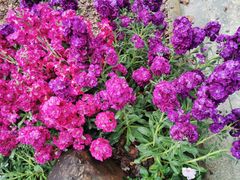 -广州白江湖森林公园