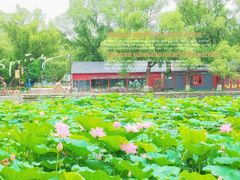 -北陵公园