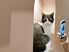 -猫儿山۰猫主题餐厅