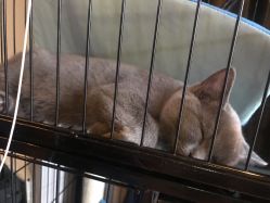 -飛凡TATTOO纹身•原创