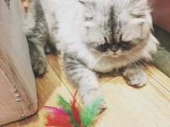 -藦茜花园宠物主题亲子互动体验馆(国顺东路店)