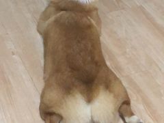 -安安宠医宠物医院·异宠·犬猫内科(岳阳分院)