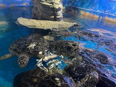 -烟台海昌鲸鲨海洋公园