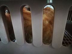-动物缘宠物医院·骨科·猫科(西二环店)